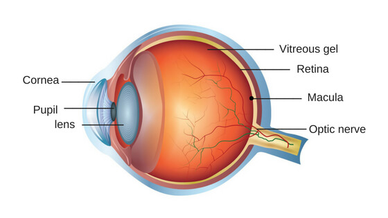 Age Related Macular Degeneration