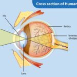 cross section of human eye