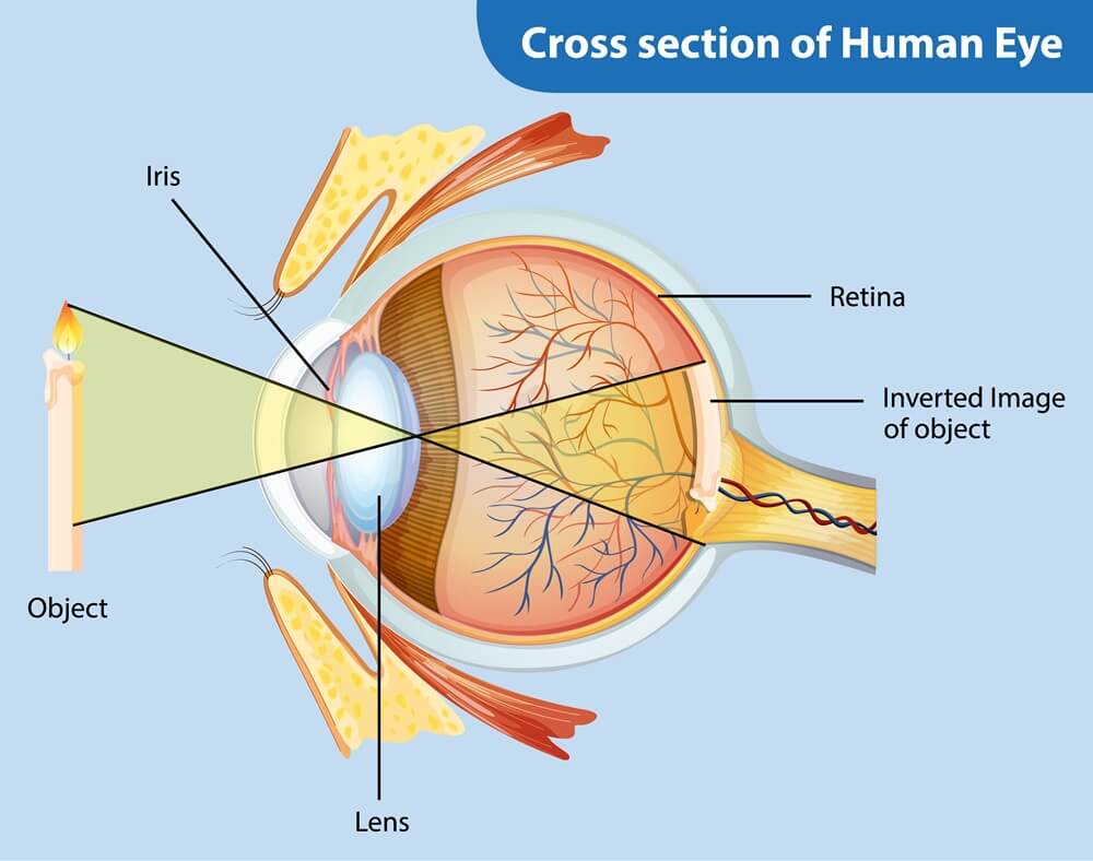 cross section of human eye