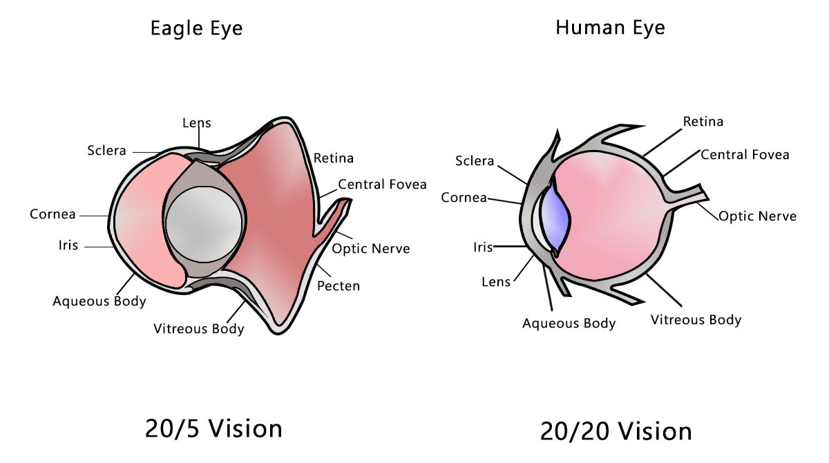 Human Eye vs Eagle Eye
