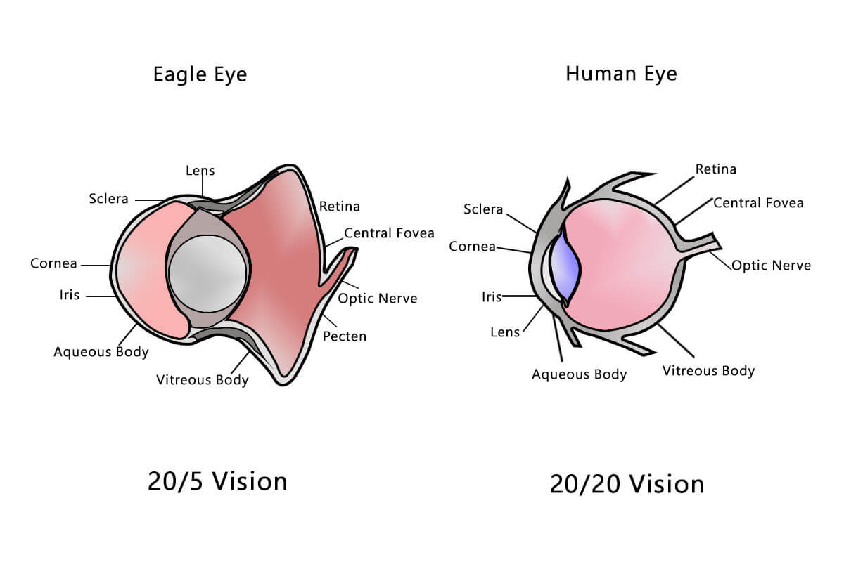 Human Eye vs Eagle Eye