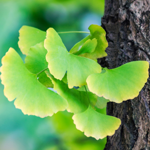 Ginkgo Biloba Leaves